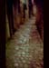 dodistreet2